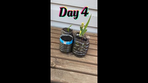 Plant growth daily update day 4