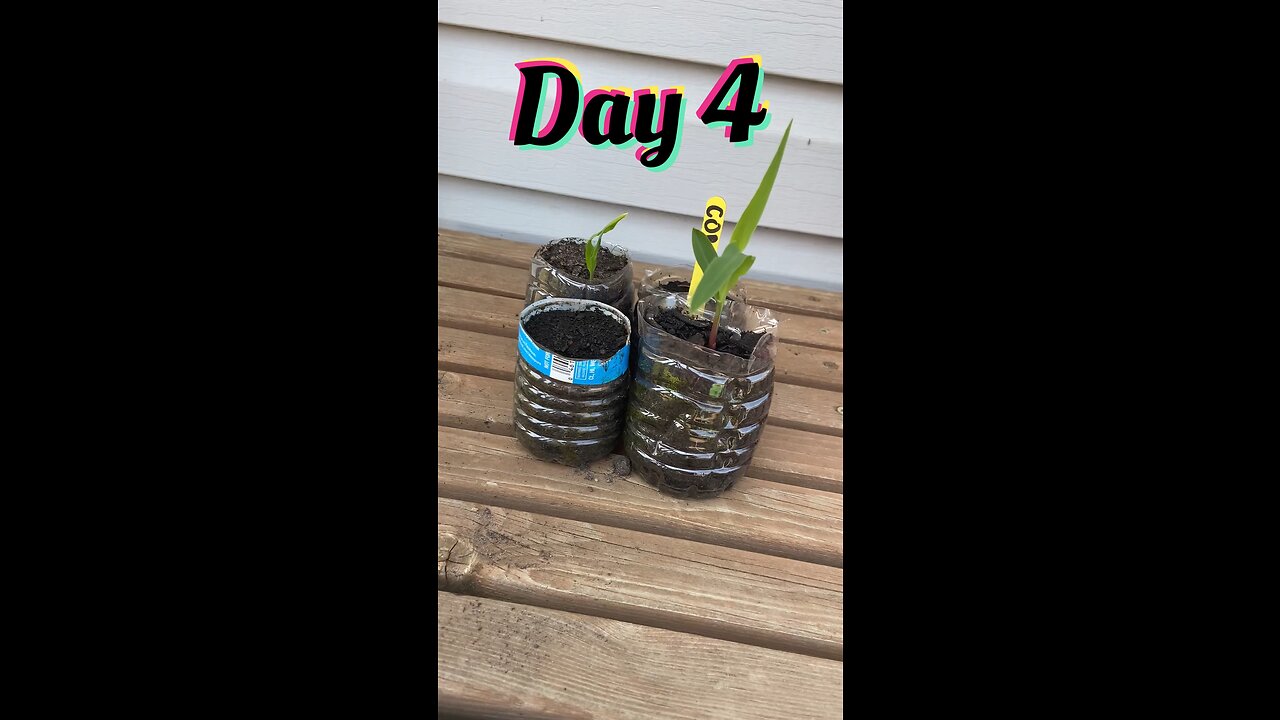 Plant growth daily update day 4