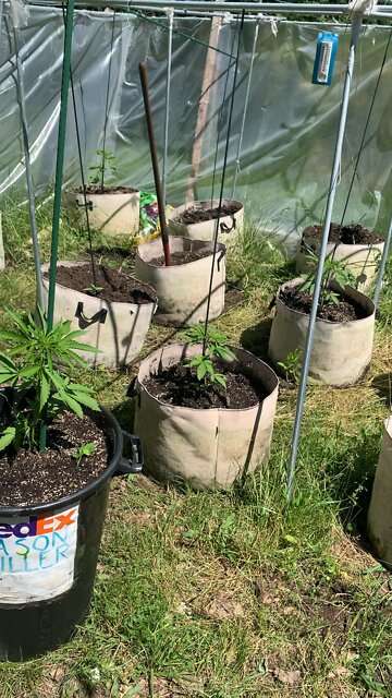 Derek Hunter Marijuana Grow gorilla glue flower & seed shortage