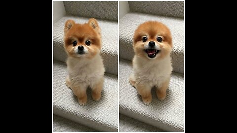 First Cute Pomeranian Puppy Bath - Funny Dogs Puppies - Min Puppy,DOG TT FUNNY VIDEO
