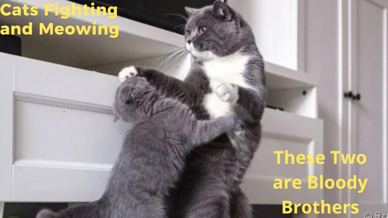 Cats Fighting and Meowing - These Two are Bloody Brothers | Viral Cat