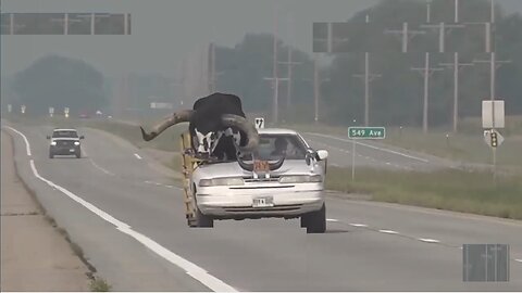 full-sized bull named Howdy Doody in his passenger seat