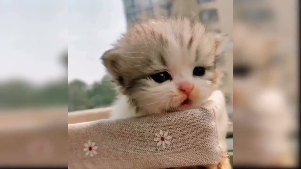 Cute kitten video for all cat lovers - Funny kittens video