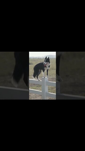 funny viral / cute dog 🐕🐕🐕🐕🐕#short