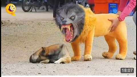 Troll Prank Dog Funny _ fake Lion and Fake Tiger Prank To dog _ Huge Box Prank to dog