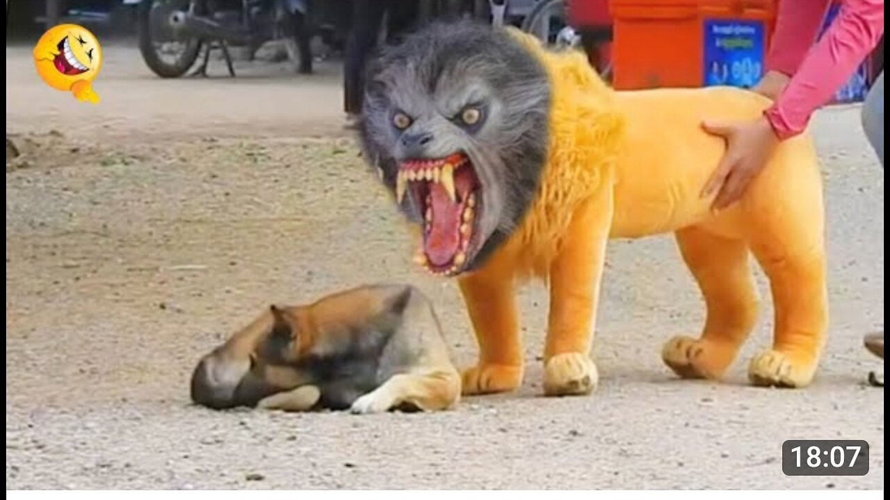 Troll Prank Dog Funny _ fake Lion and Fake Tiger Prank To dog _ Huge Box Prank to dog