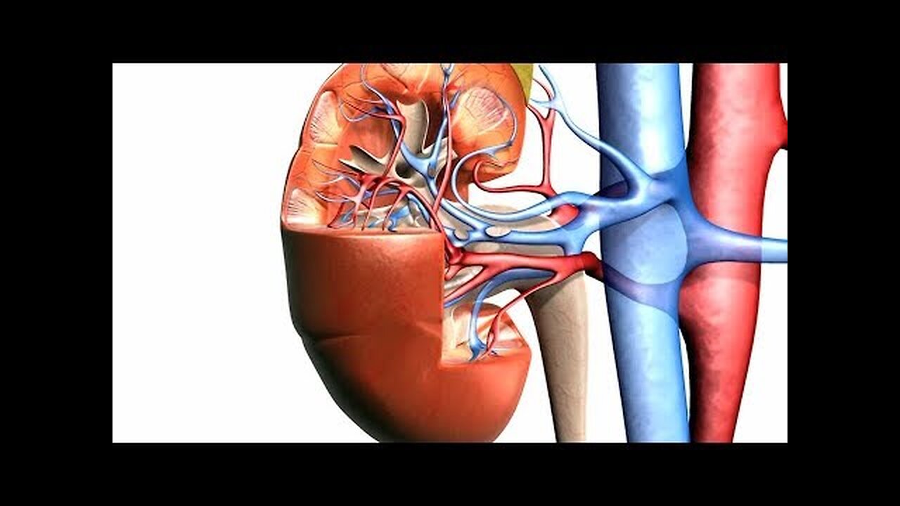 LIMPIEZA RENAL LIMPIA TUS RINONES Y VIAS URINARIAS DE FORMA FACIL