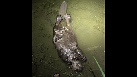 Golf Course Beaver Control