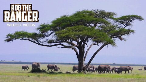 Amboseli Elephants Move Through The Plains | Zebra Plains Safari