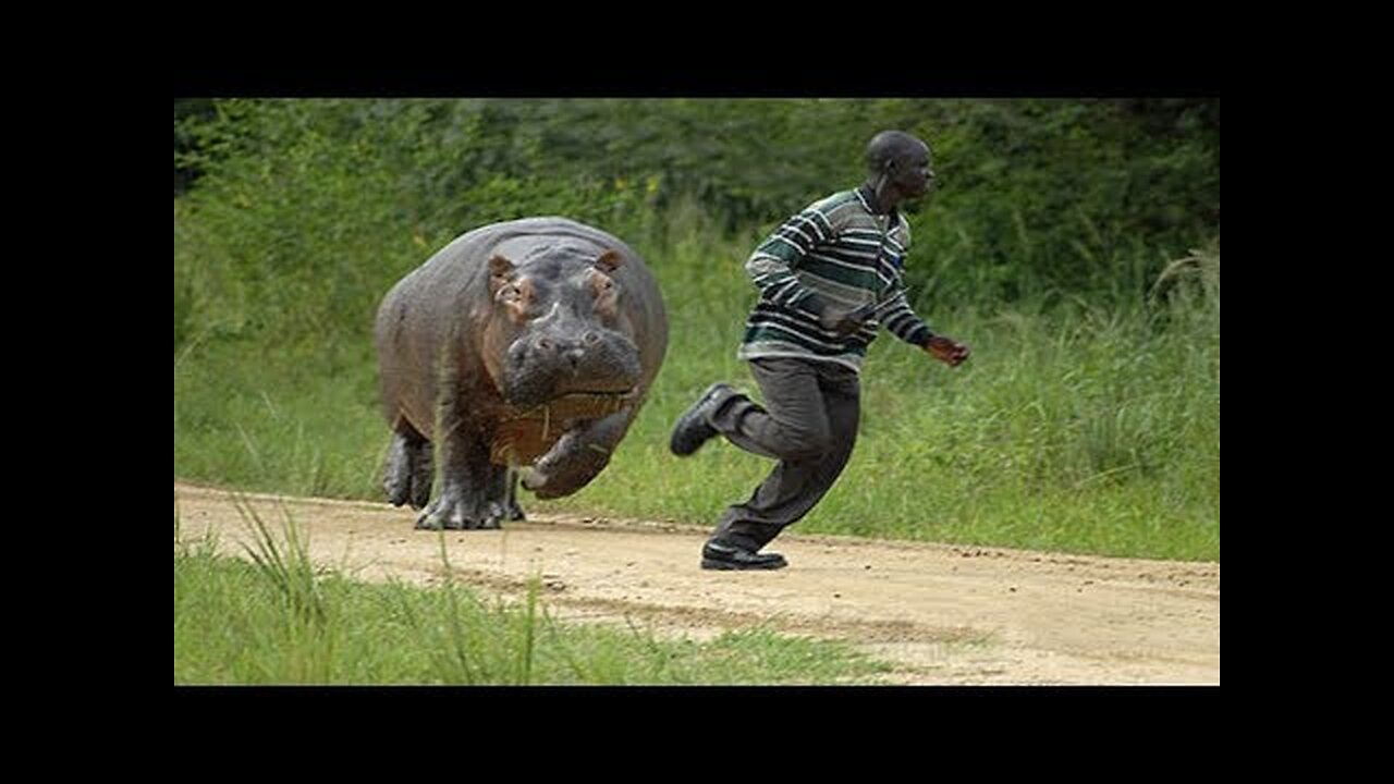 Funny Different Animals Chasing and Scaring People 2024