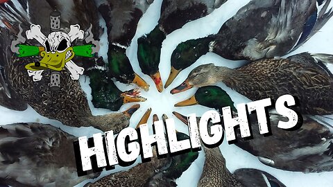 Waterfowl highlights