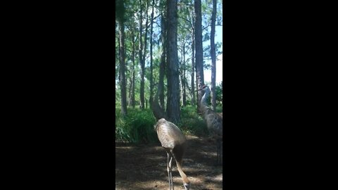 Colt Sandhill Crane