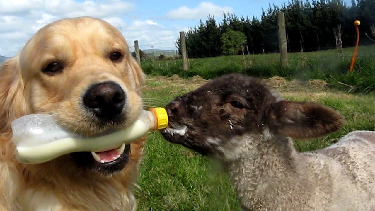 Nouveaux animaux drôles🤣🤣 Vidéos de chats et de chiens les plus drôles 😹🐶