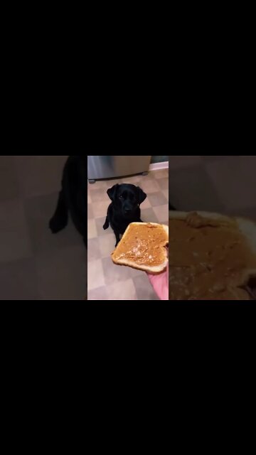 Best Funny Dog Videos| Try Not To Laugh| #shorts