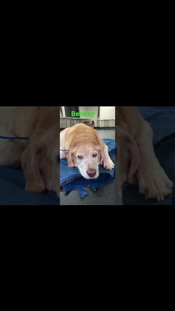 [Shorts 0120] BENTLEY [#dogs #doggos #doggies #puppies #dogdaycare]