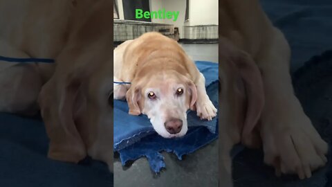 [Shorts 0120] BENTLEY [#dogs #doggos #doggies #puppies #dogdaycare]