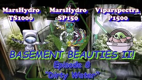 Basement Beauties 2 Side by Each! Ep.8 #MarsHydro #Viparspectra 👽 #NorthGenetics #Vivosun #420 🔨🔨