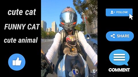 cat walking on motorbike #4