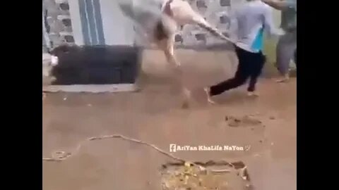 العجول السنة دى بتلعب تايكوندو 😂