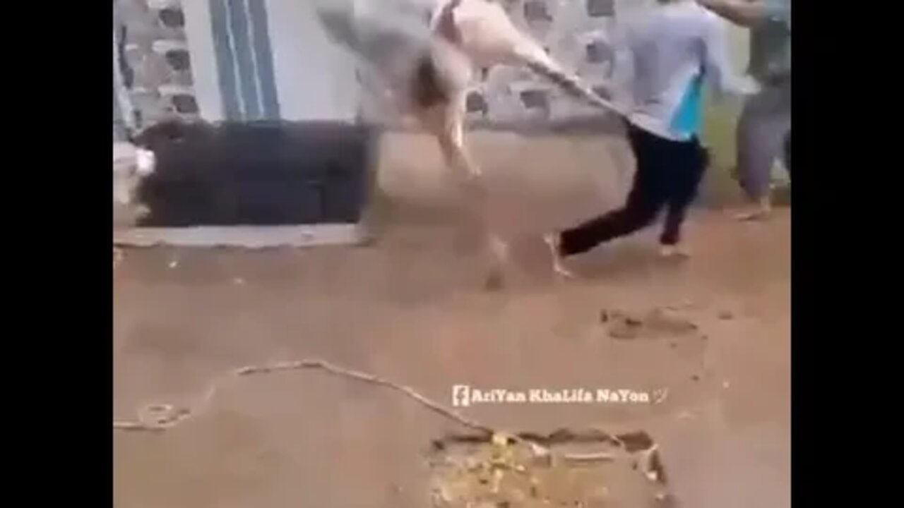 العجول السنة دى بتلعب تايكوندو 😂