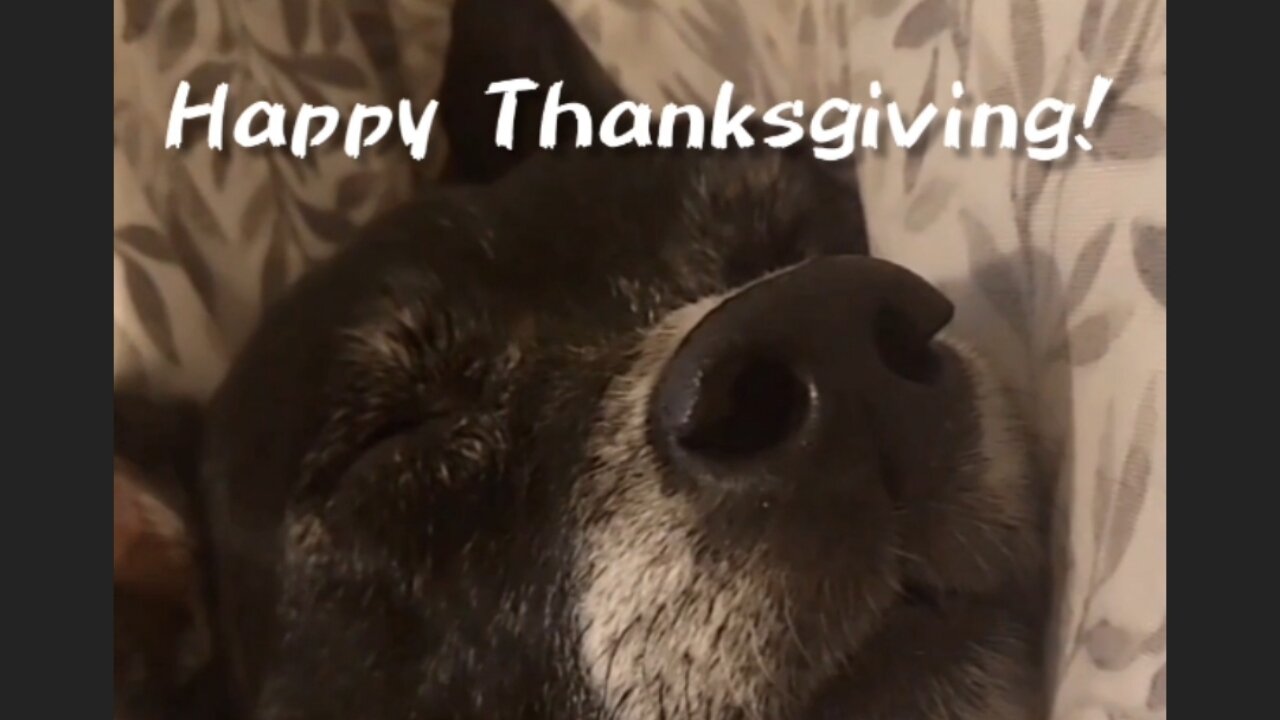 Gobble gobble! Thankful for good food, good friends, and good naps. Happy Thanksgiving! 🦃🍁🍽