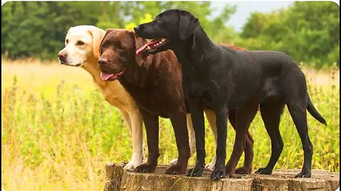 PaWs&claws:ADeep Divinto Dog Breeds!