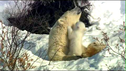 bear babes play with mother..