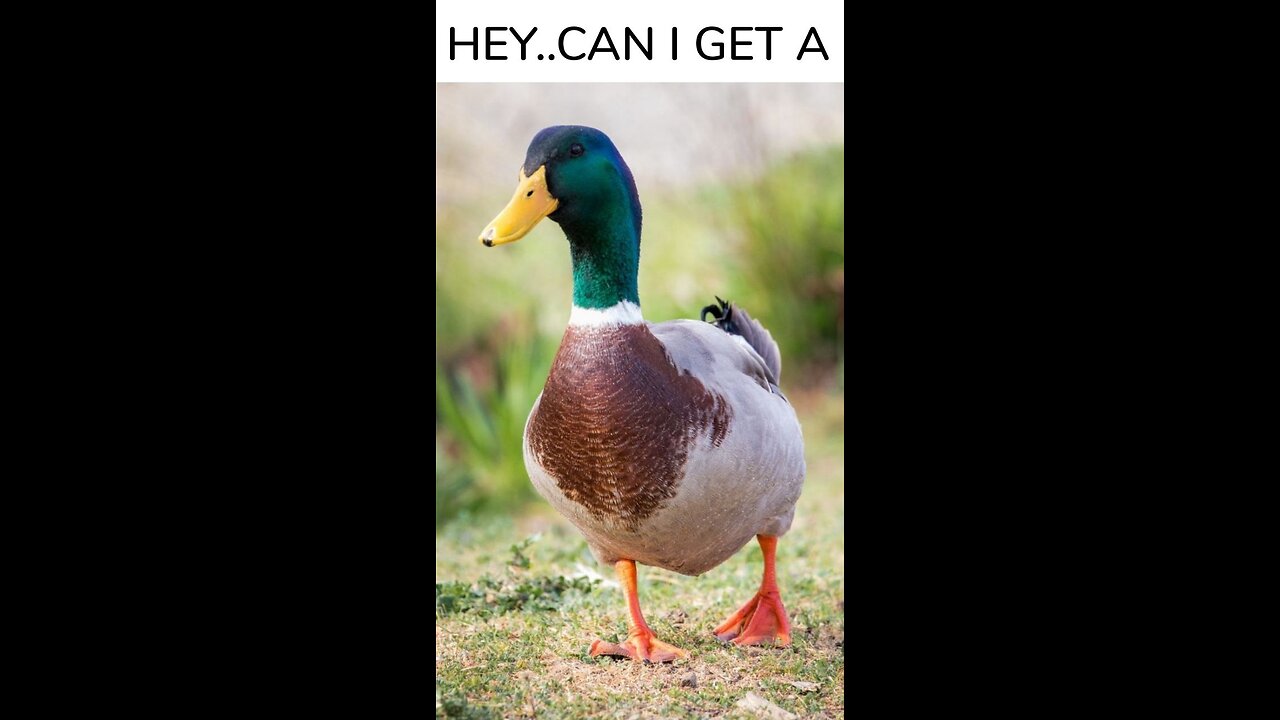 Don Le-Mon said to Ask Google.....