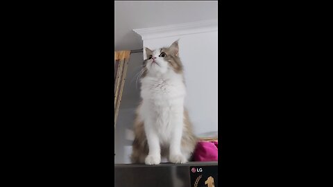 Watchcat Edition of Catman 🦇😸