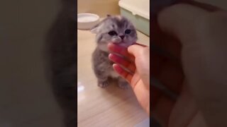 FUNNY CUTE KITTEN - Tiktok Compiled #Shorts