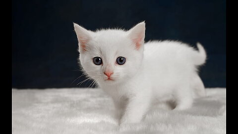 Cat Lovers