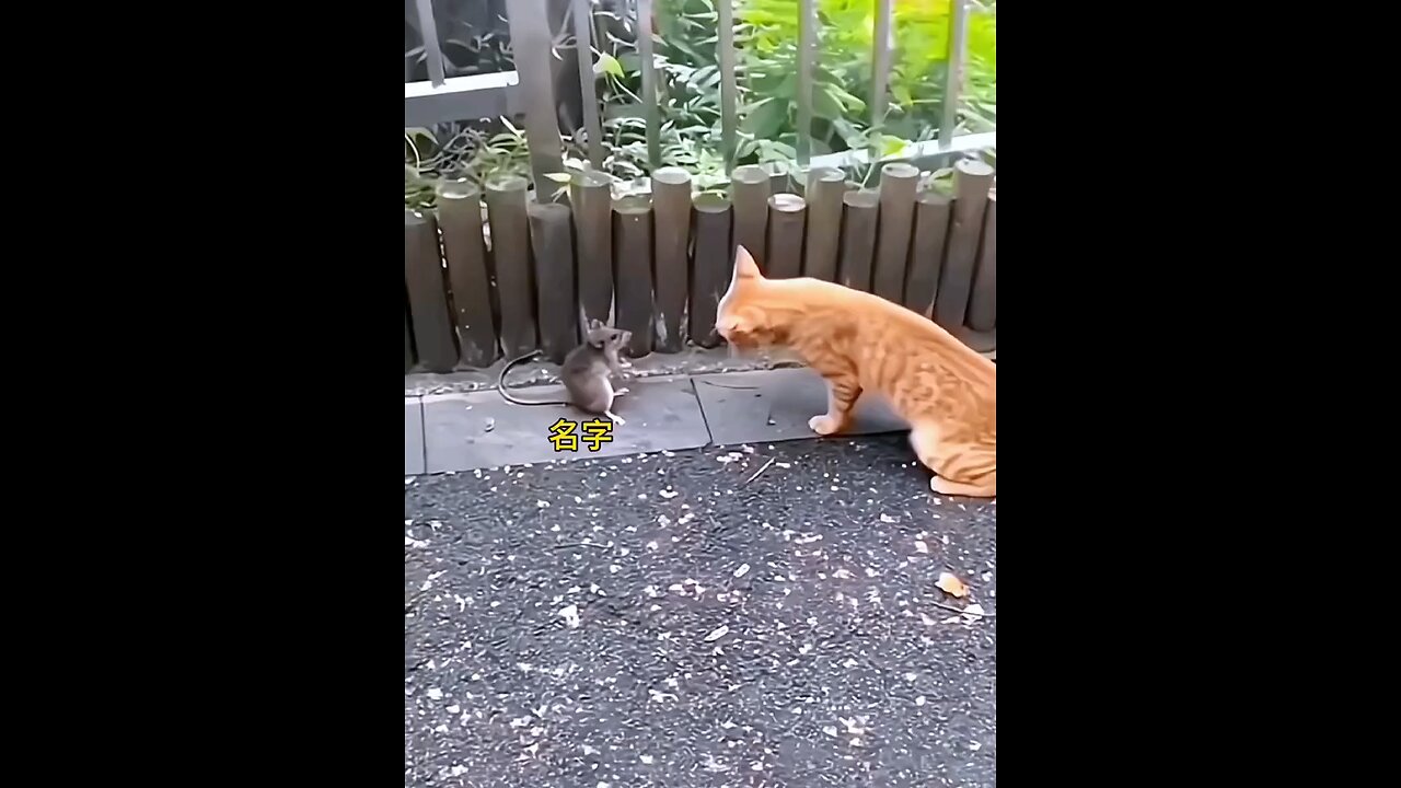 Cat irritating Mice😂