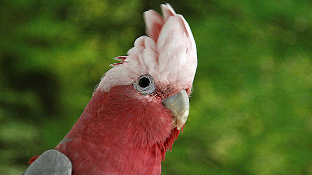 This Parrot thinks shes HUMAN !!!