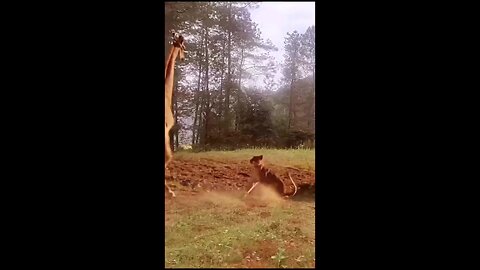 ANIMAL