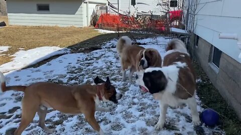 Deep bark- St. Bernard and Great Dane playtime