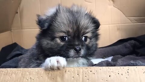 Cute puppy