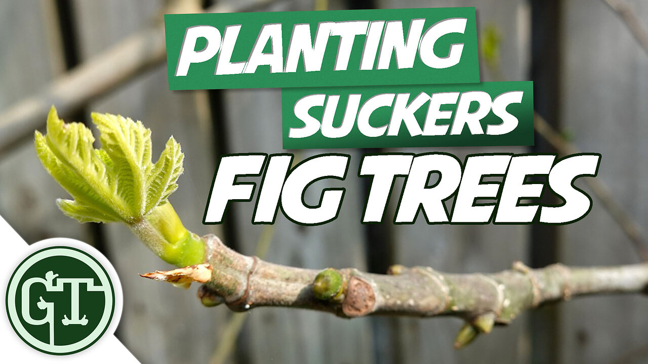 Propagating Figs Using Suckers - How To Grow A Fig Tree From A Pulling | Fig Tree Propagation
