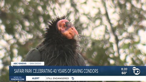 Safari park celebrating 40 yrs. of saving condors