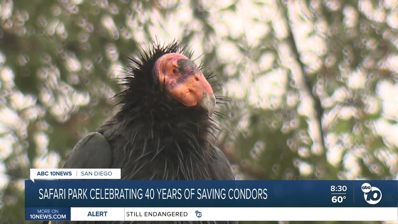 Safari park celebrating 40 yrs. of saving condors