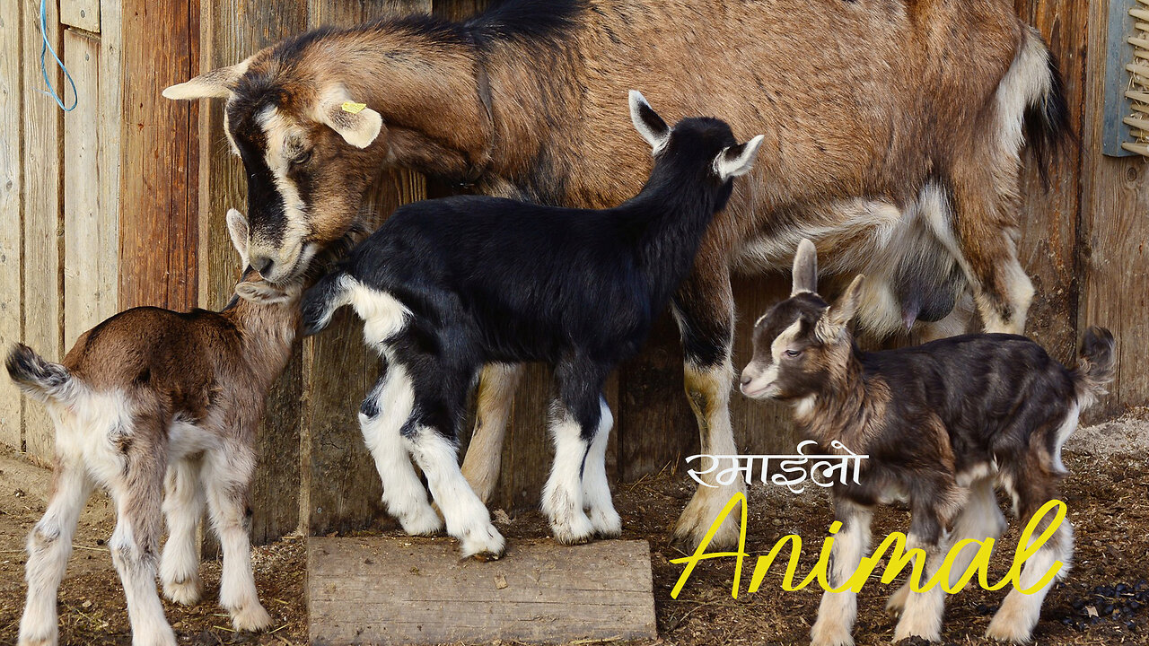 Goat Feeding Kids | Cute Video | FUNNYIMAL