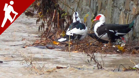 Flood on small river