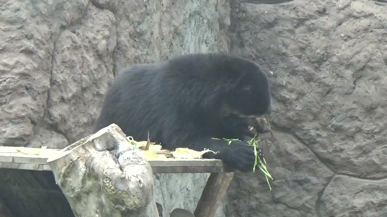 Teddy eating plants