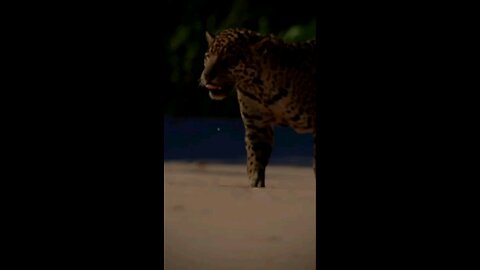 new video lion 🦁 this walk lion and video Very good 👌