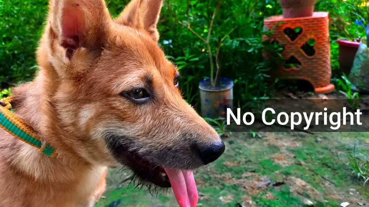 Dog barking sound Effect Dog copyright free sound funny voice