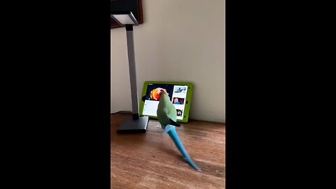 Just a parrot enjoying YouTube