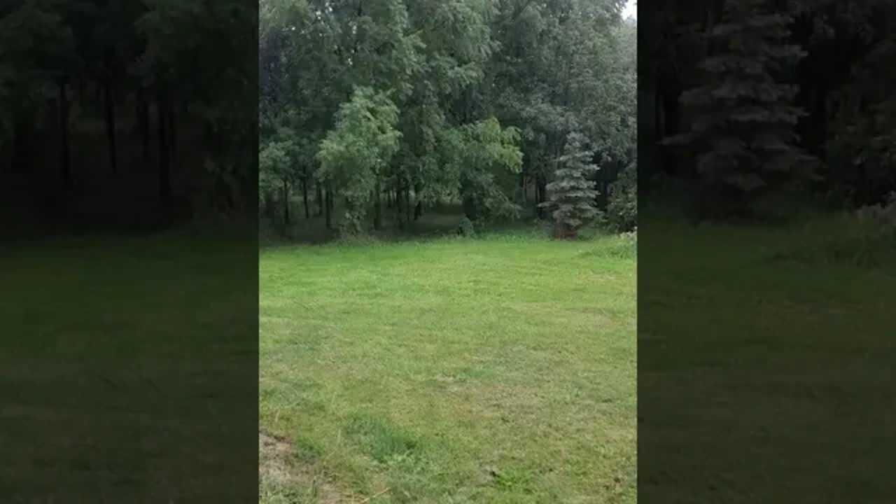 light rain in tree farm