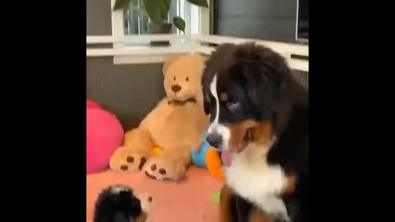 funny pet videos @cat@dog@lol@comedy@funny@cute.