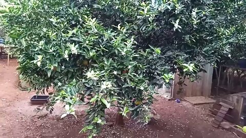 Mandarin tree in fruit and in flower, 15th August 2020