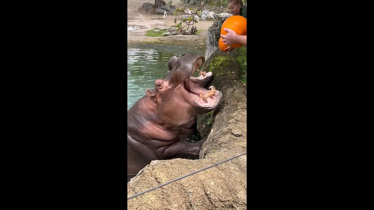 Hungry Hippos Enjoy Pumpkin Treats