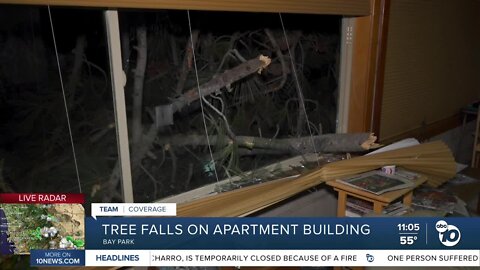 Large tree falls onto Bay Park apartment building, residents forced to evacuate